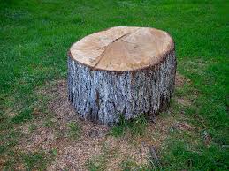 Best Firewood Processing and Delivery  in Cedartown, GA